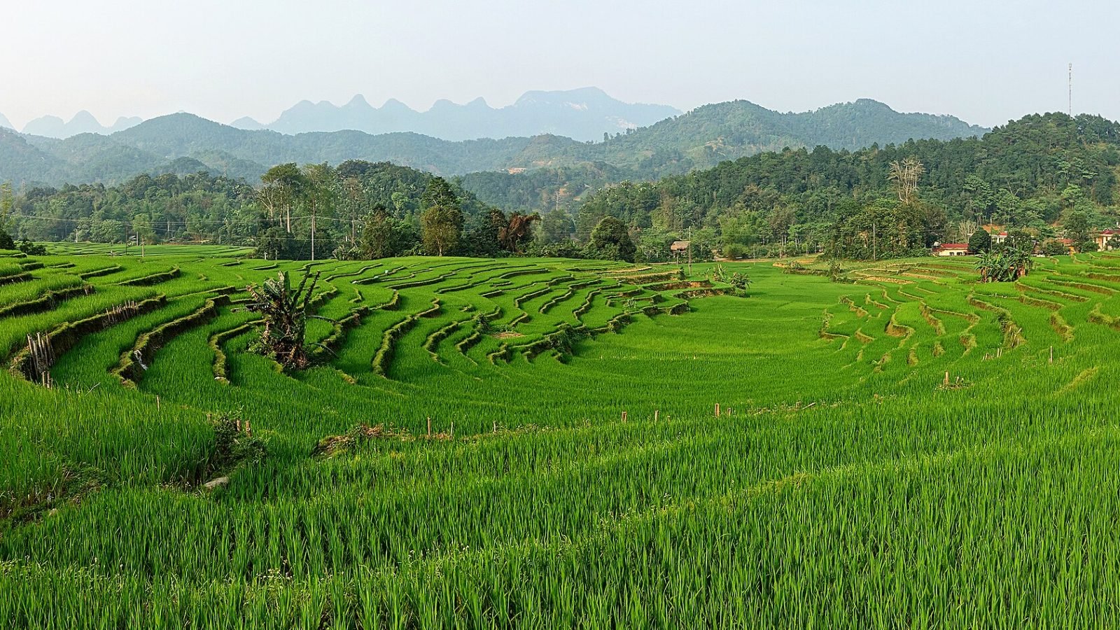 Ha Giang rice fields